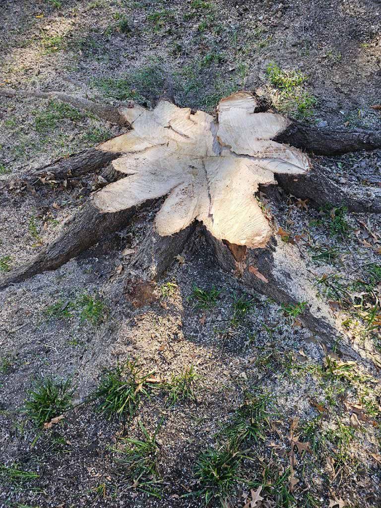 Timber Tree Service LLC professional tree care work