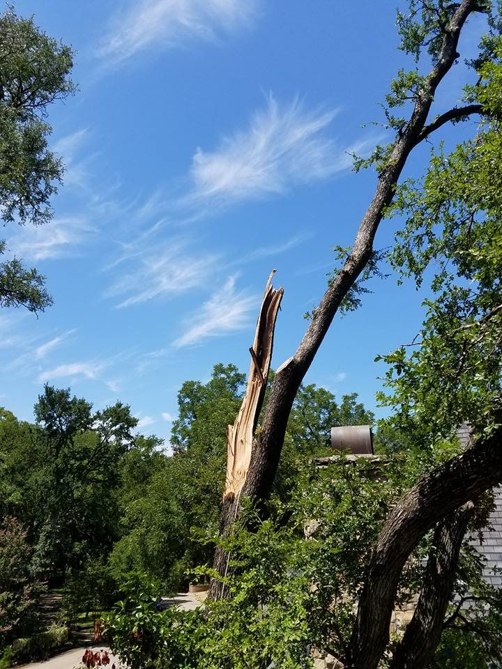 Rigging and controlled lowering used to manage tree sections safely.
