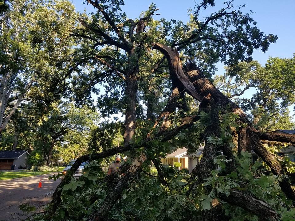 Tree canopy work focused on clearance, structure, and site safety.