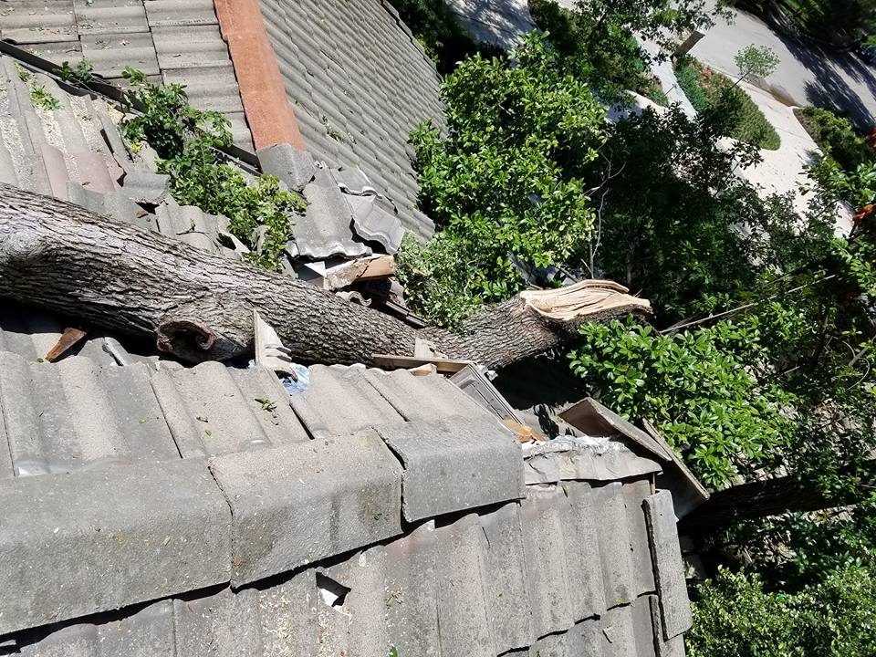 Crew and equipment positioned for professional tree removal.