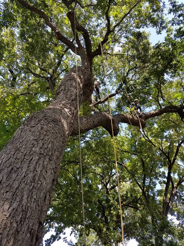 Property-conscious tree work near landscaping and built features.