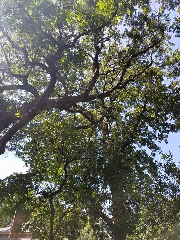 Tree service crew coordinating work from the ground and canopy.