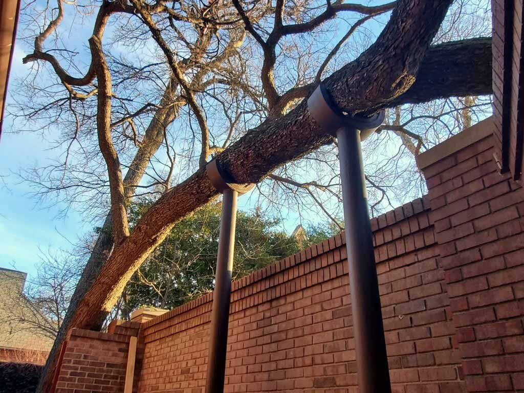 Mature-tree service focused on clearance and structural concerns.
