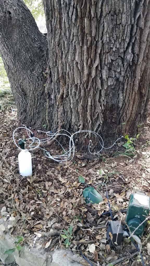 Large-tree work requiring careful positioning and cleanup planning.