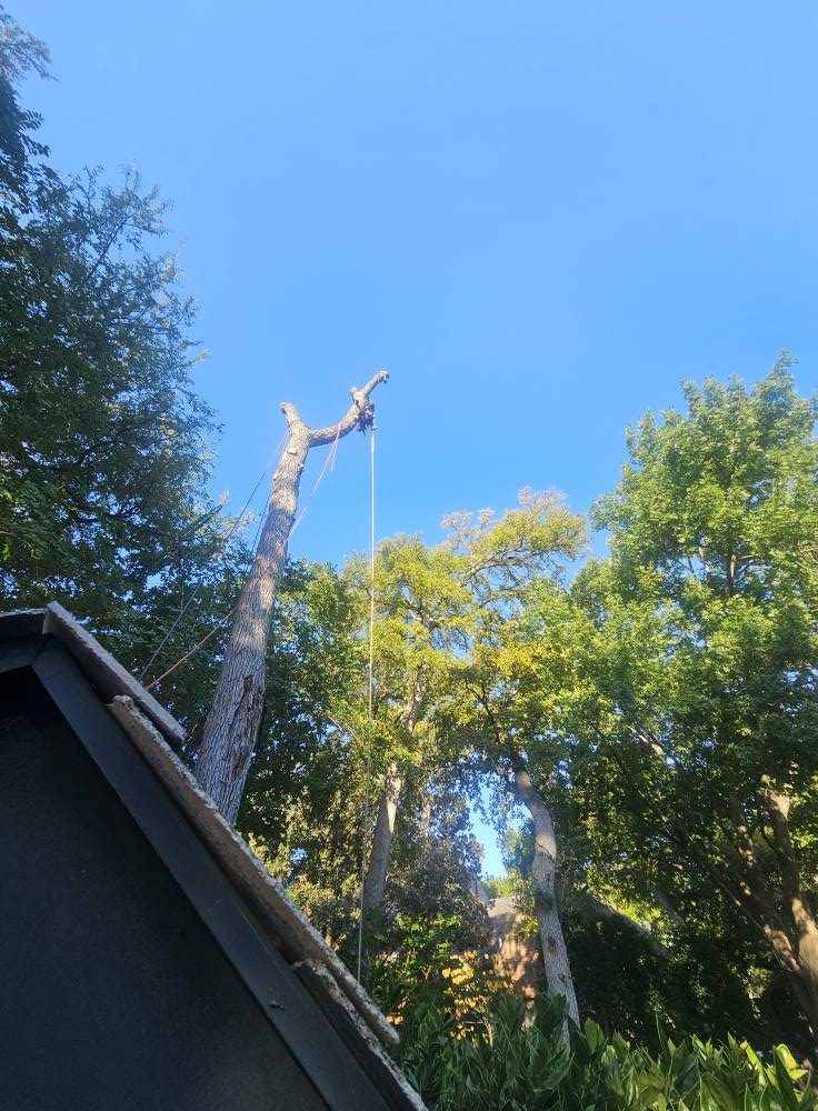 Timber Tree Service professional tree care work