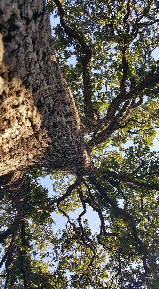 Timber Tree Service professional tree care work