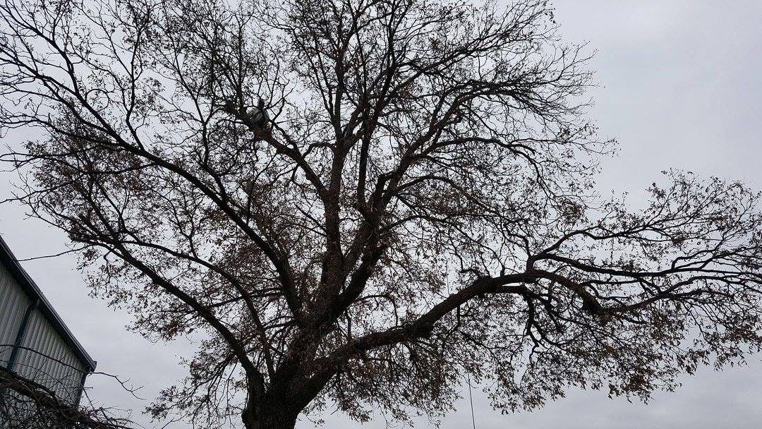 Tree crew managing limbs and debris during a removal or pruning project.