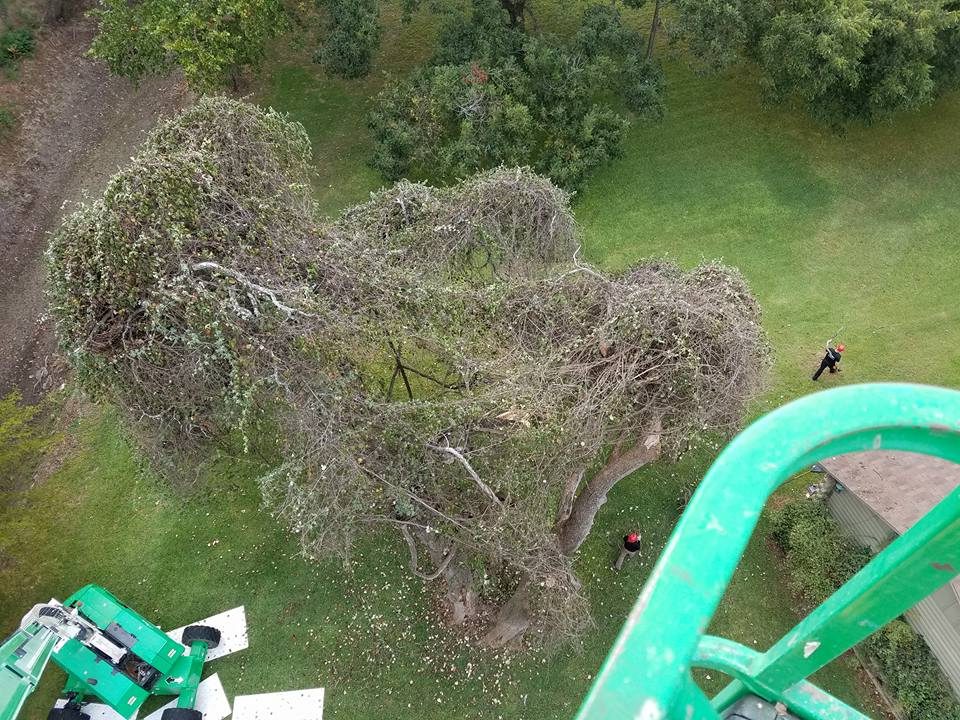 Ground crew supporting cleanup and site organization during tree work.